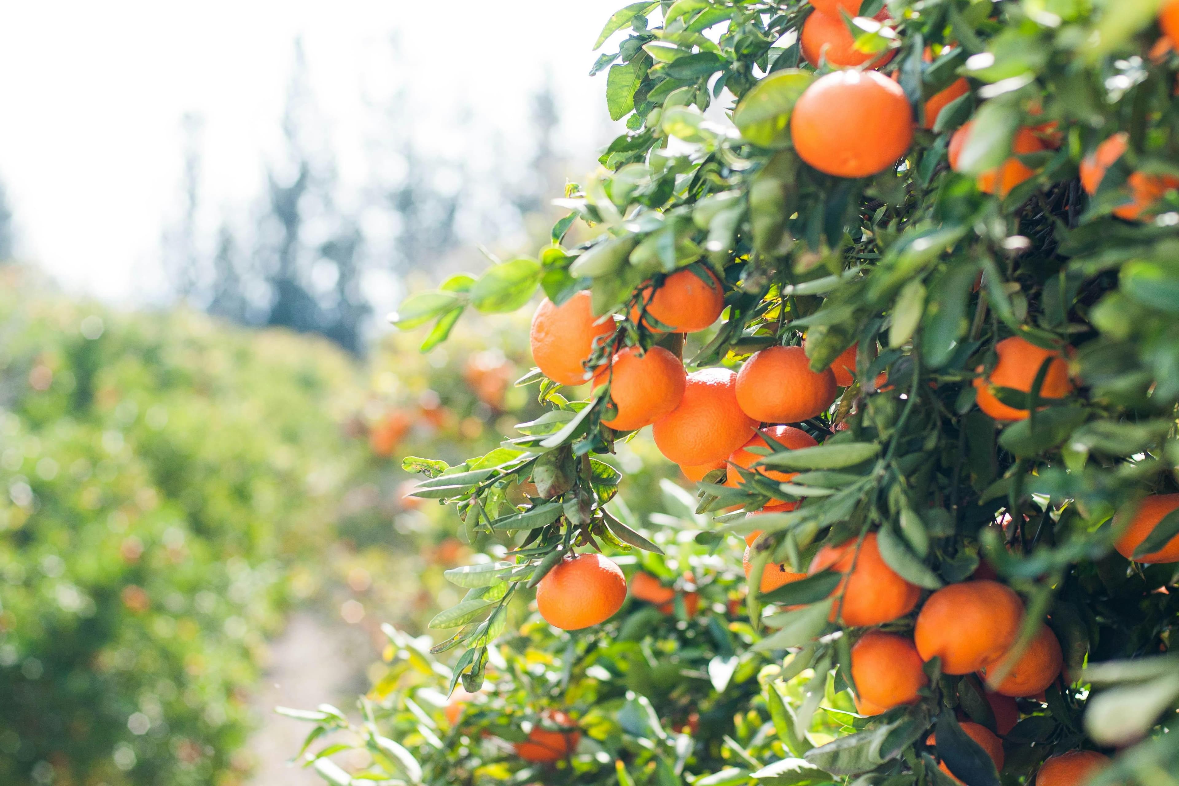 Pope Leo: Ending food insecurity requires regenerative and sustainable food systems