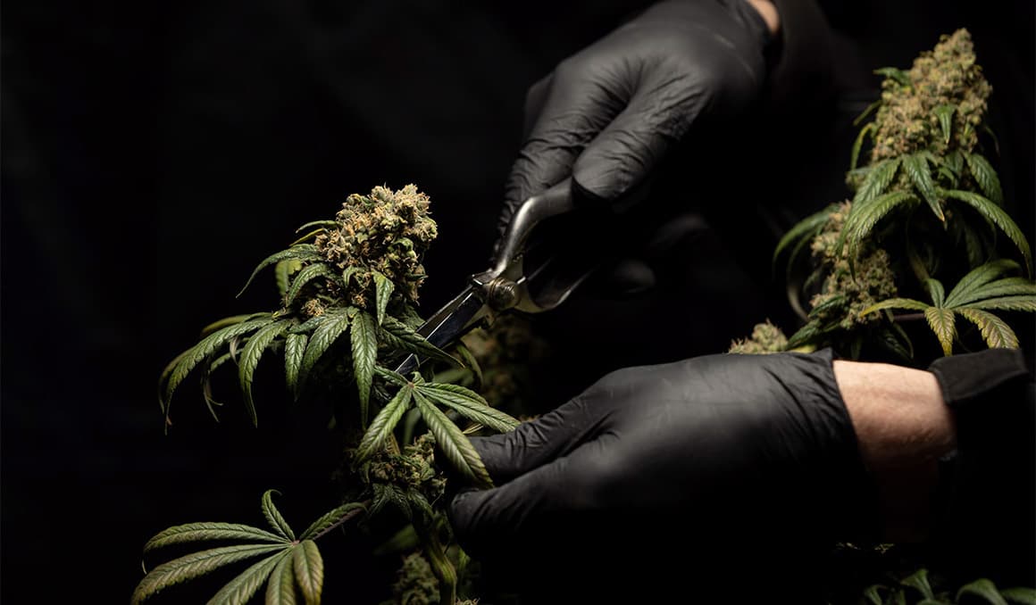 Study: Cannabis use tied to increase in schizophrenia